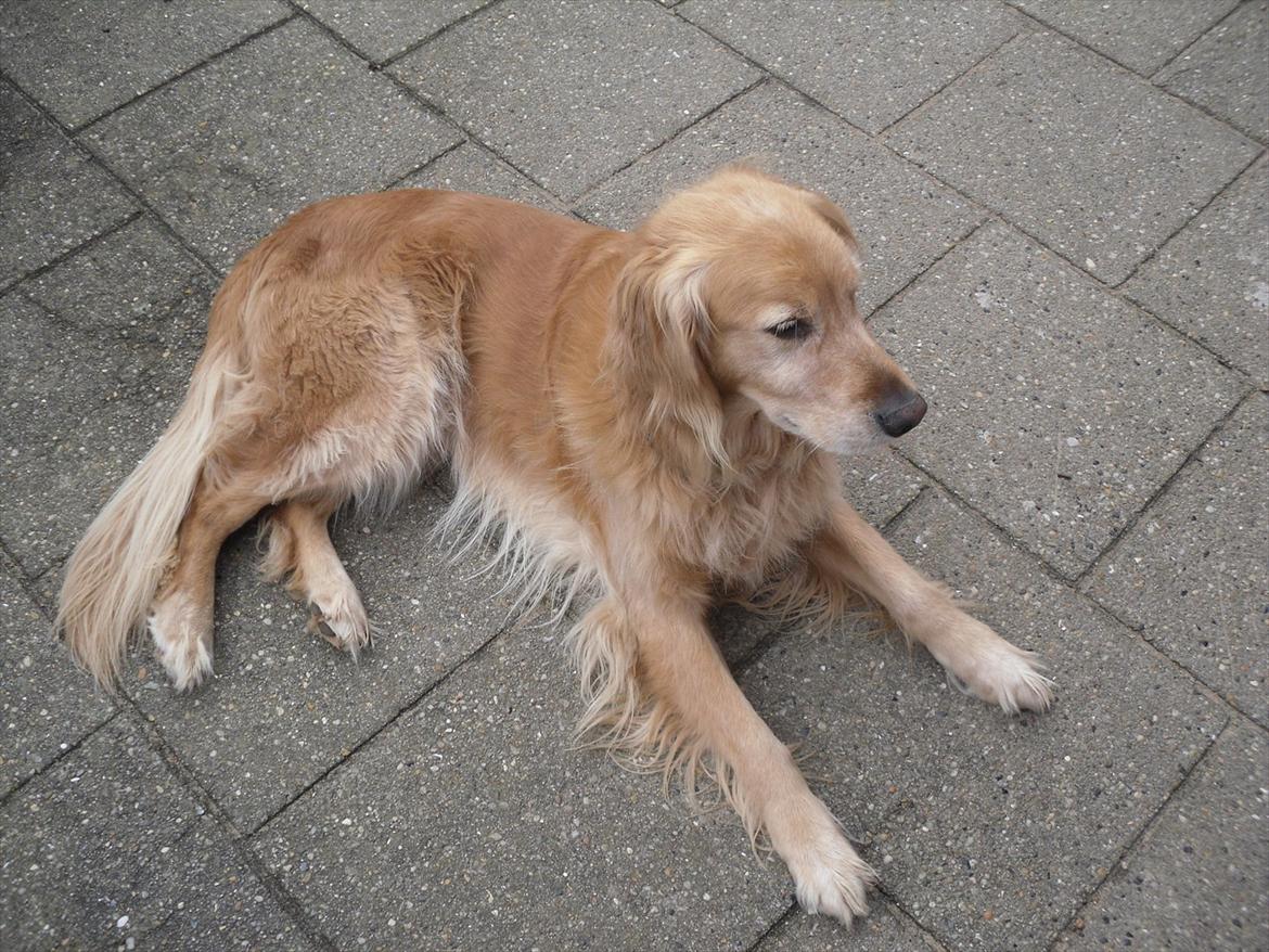 Golden retriever Dusky  - AWWH!(; billede 4