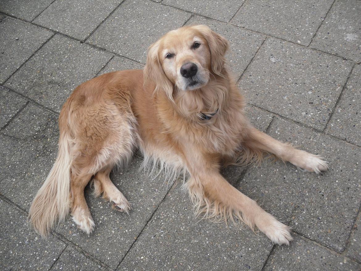 Golden retriever Dusky  - Har du en godbid?(: billede 5