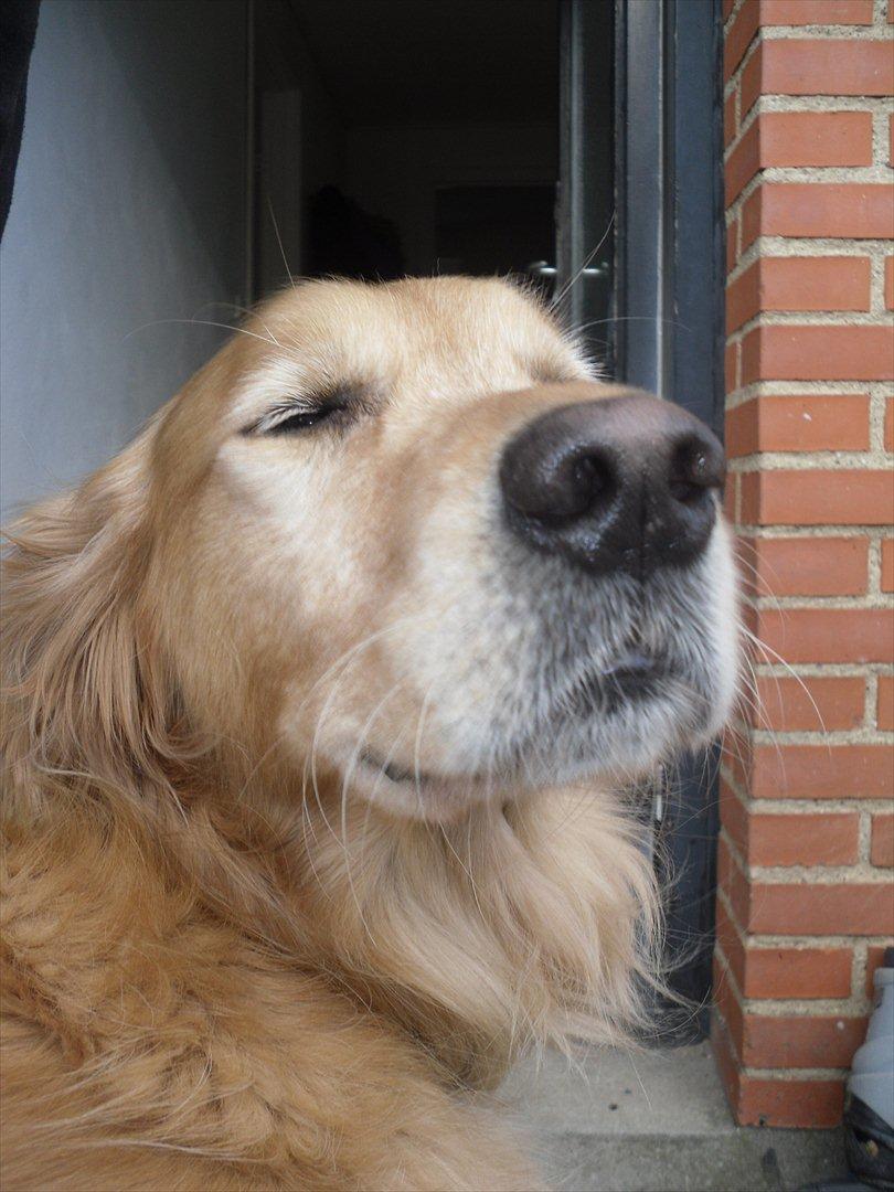 Golden retriever Dusky  - Lyset det gør ondt!(; billede 6