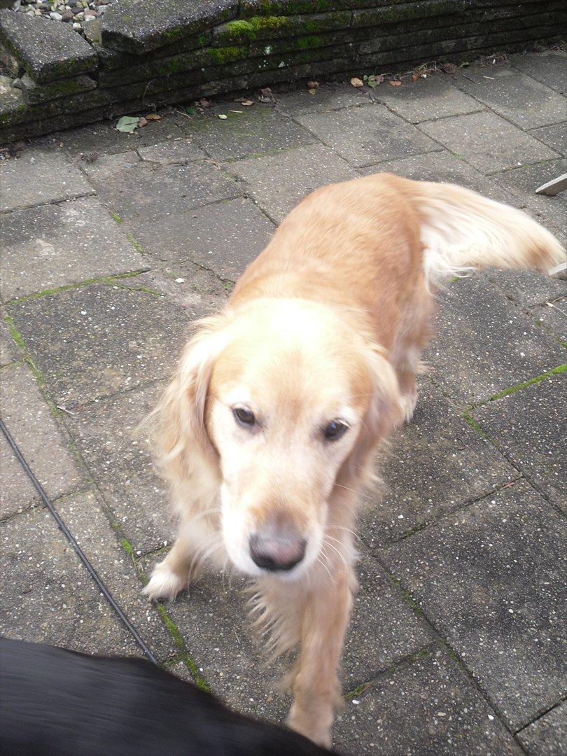 Golden retriever Dusky  - Vent på mig!(: billede 7
