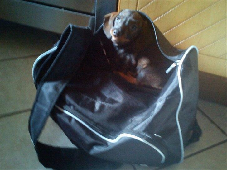 Gravhund Frække Frida :o) billede 15