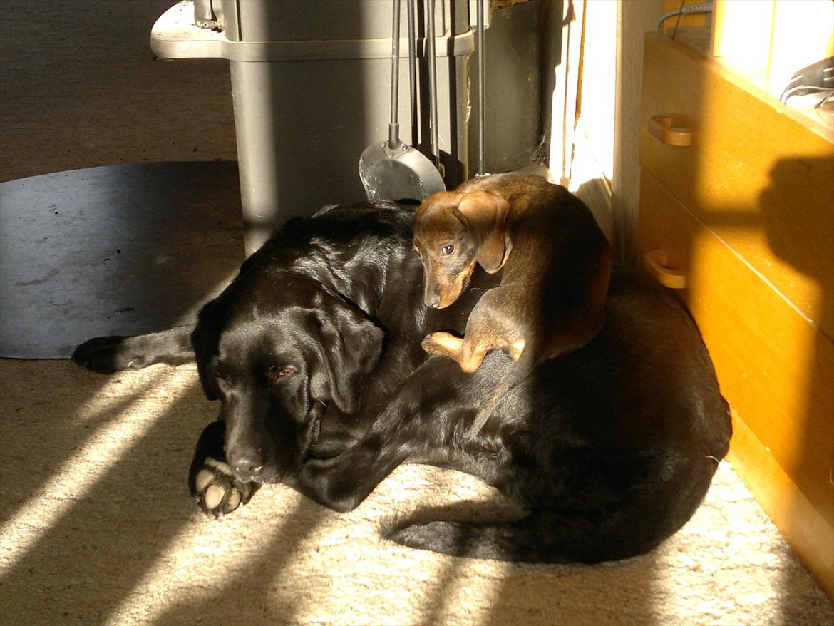 Gravhund Frække Frida :o) - Sådan ligger man bare bedst :o)
God bonus mor jeg har fået :o) billede 18