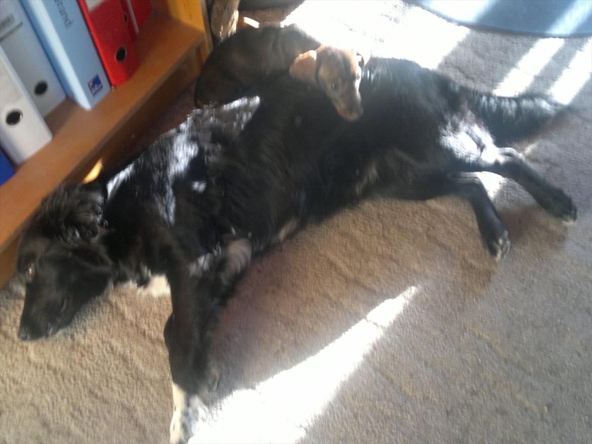 Gravhund Frække Frida :o) billede 17