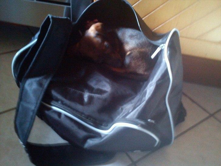 Gravhund Frække Frida :o) - Låner lige Line trænings taske til at ta en lille lur i, ligger dælme godt :o) billede 16