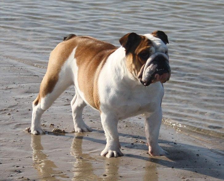 Engelsk bulldog Frida - Skawbulls All About Me billede 1