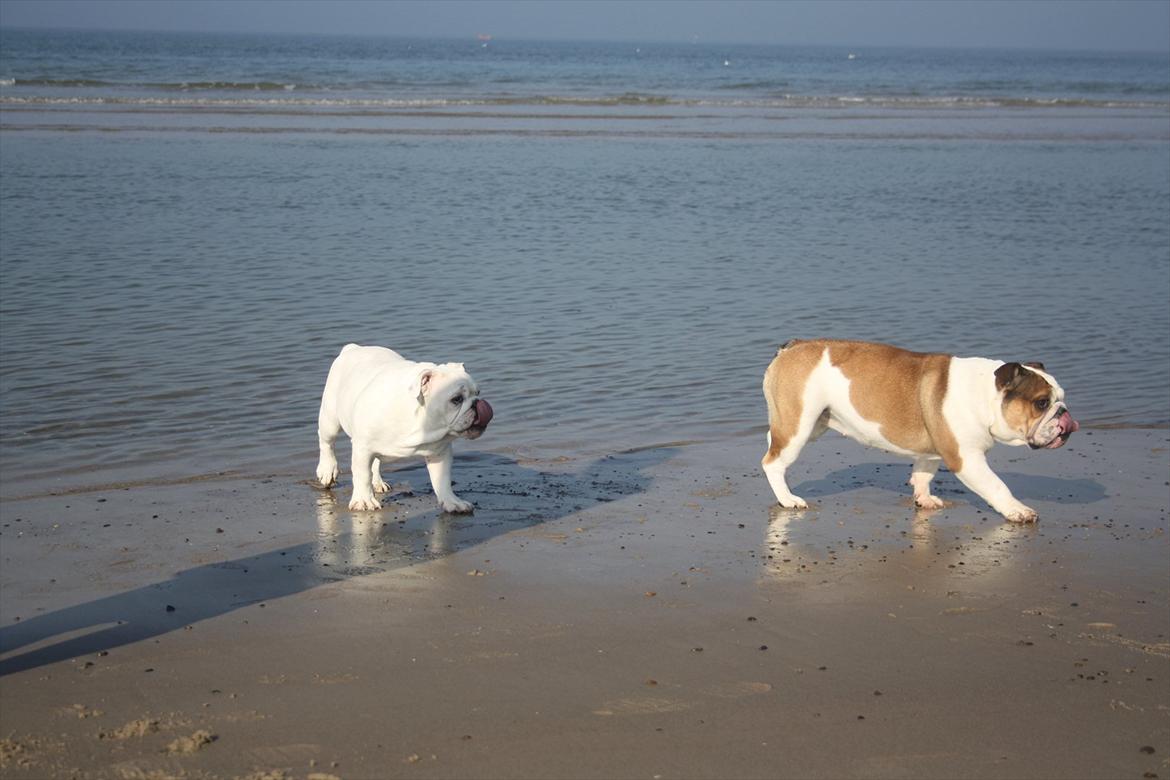 Engelsk bulldog Frida - Skawbulls All About Me - En tur på stranden med Bella billede 2