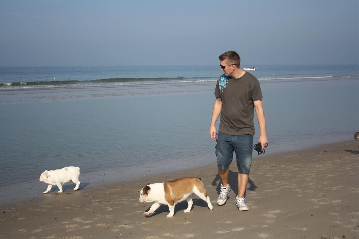 Engelsk bulldog Frida - Skawbulls All About Me billede 3