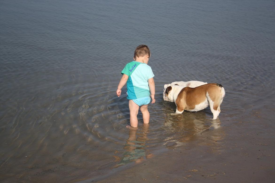 Engelsk bulldog Frida - Skawbulls All About Me - En sommerdag på Tornby Strand billede 4