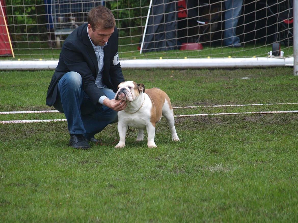 Engelsk bulldog Frida - Skawbulls All About Me - Udstilling Bjerringbro billede 5