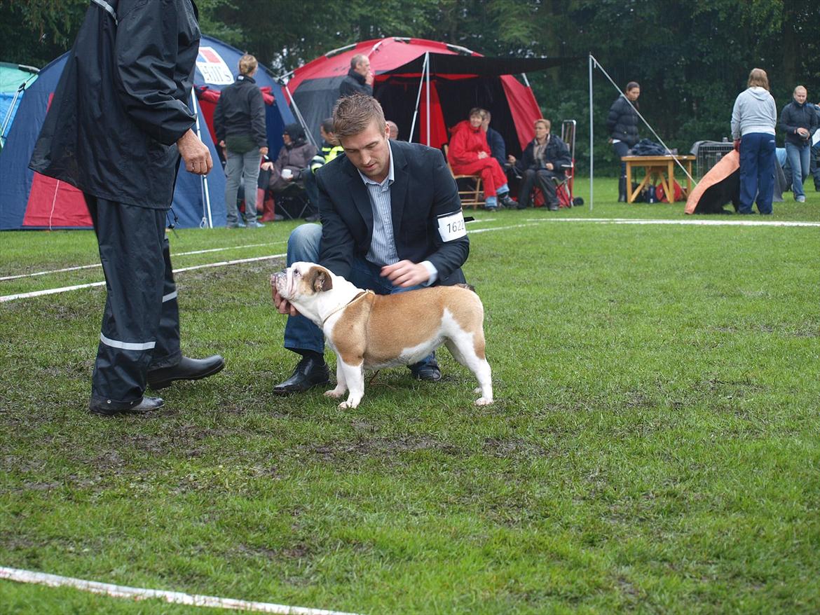 Engelsk bulldog Frida - Skawbulls All About Me billede 6