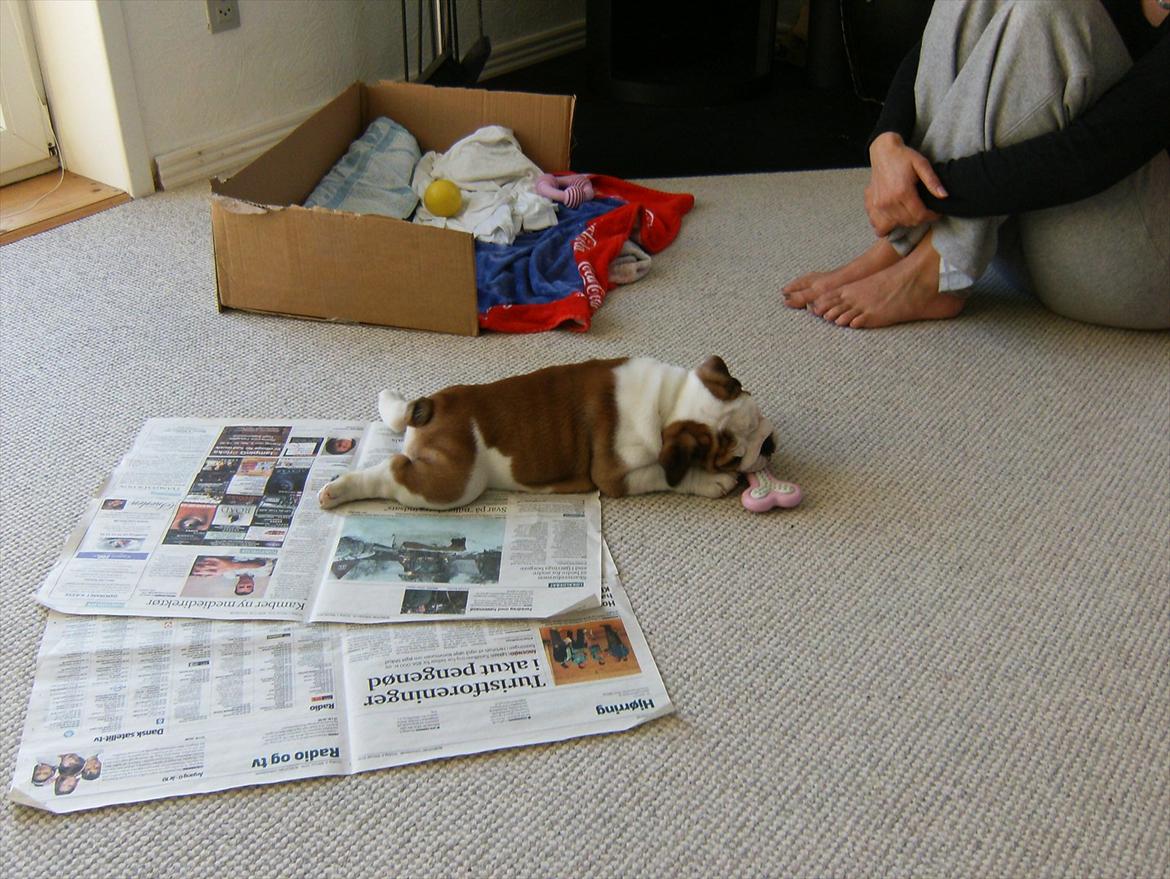 Engelsk bulldog Frida - Skawbulls All About Me - Frida 9 uger billede 7