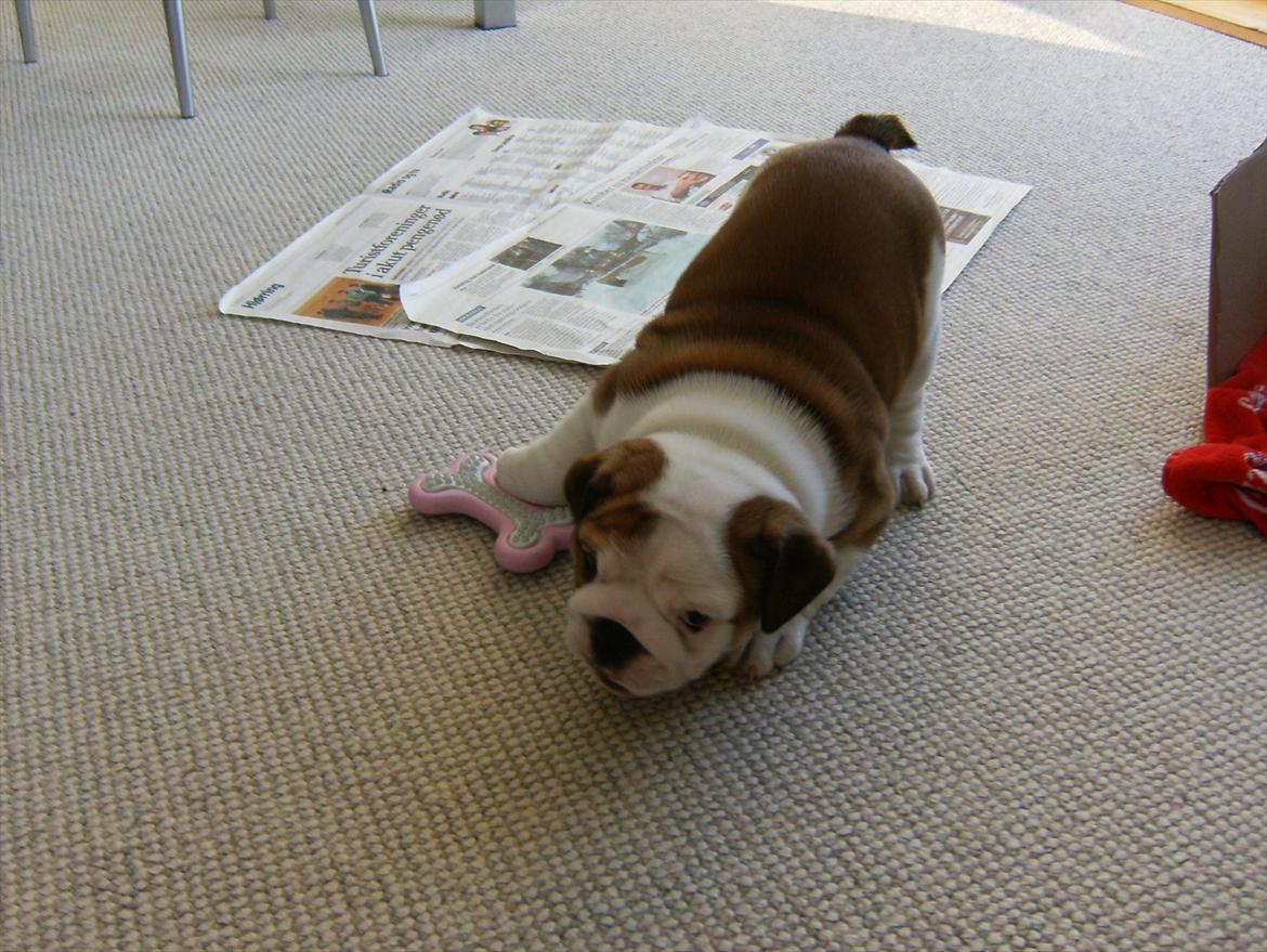 Engelsk bulldog Frida - Skawbulls All About Me billede 8