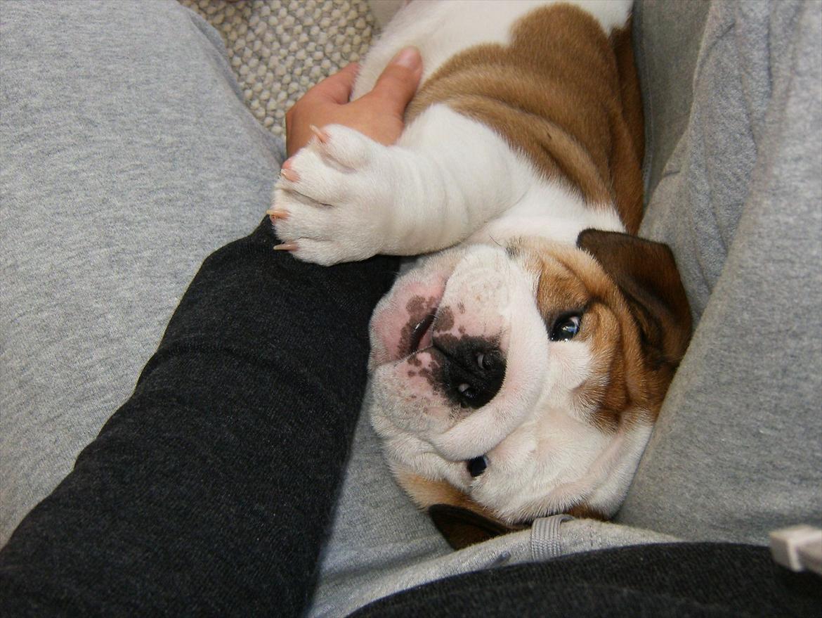 Engelsk bulldog Frida - Skawbulls All About Me billede 9