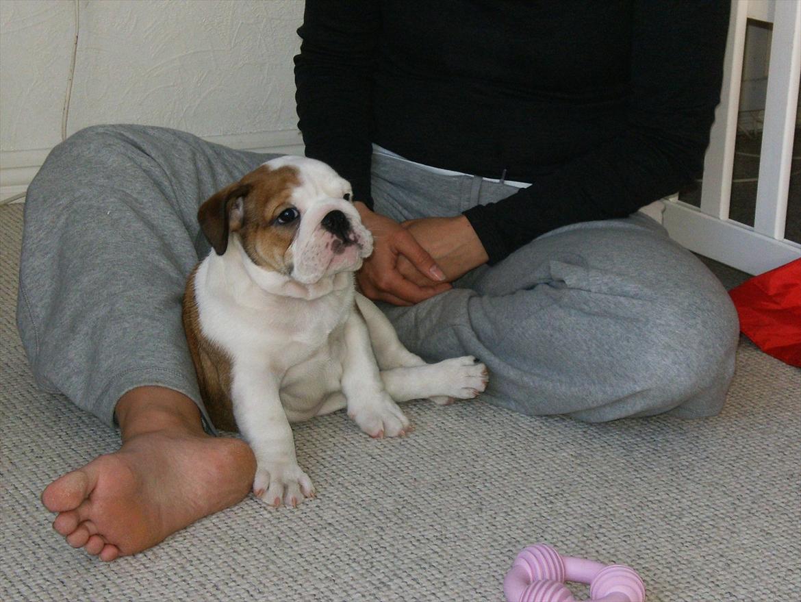 Engelsk bulldog Frida - Skawbulls All About Me billede 10