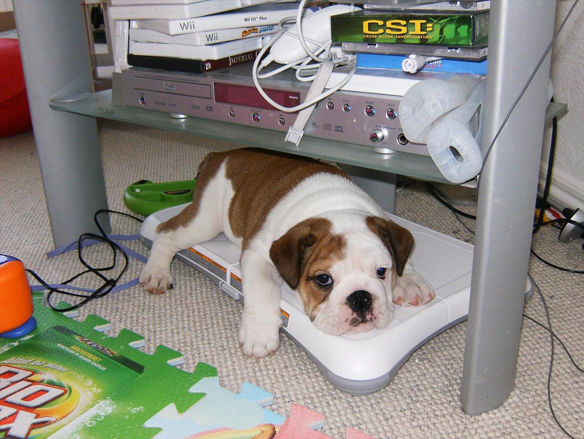 Engelsk bulldog Frida - Skawbulls All About Me - Man kan også sove under tv'et på Wii'en billede 11