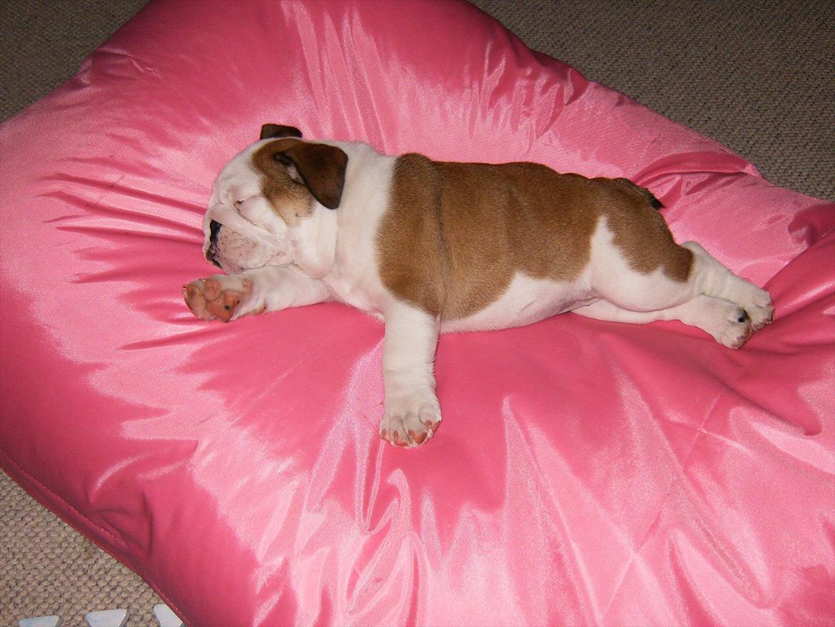 Engelsk bulldog Frida - Skawbulls All About Me billede 12