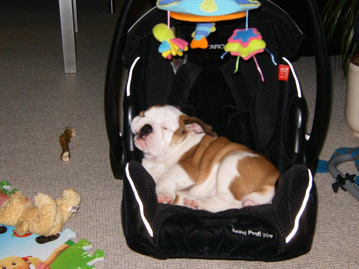 Engelsk bulldog Frida - Skawbulls All About Me - Super med en autostol billede 13