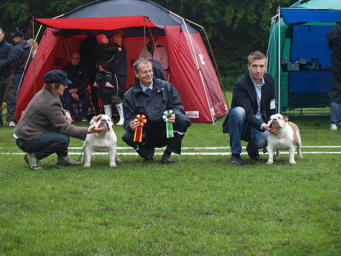 Engelsk bulldog Frida - Skawbulls All About Me - Excellent, CK, 1 vinder, Bedste tæve, CERT, CACIB, BIM  billede 14