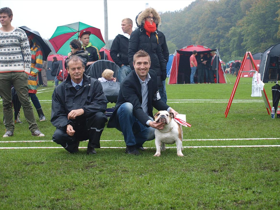 Engelsk bulldog Frida - Skawbulls All About Me - Excellent, CK, 1 vinder, Bedste tæve, CERT, CACIB billede 15