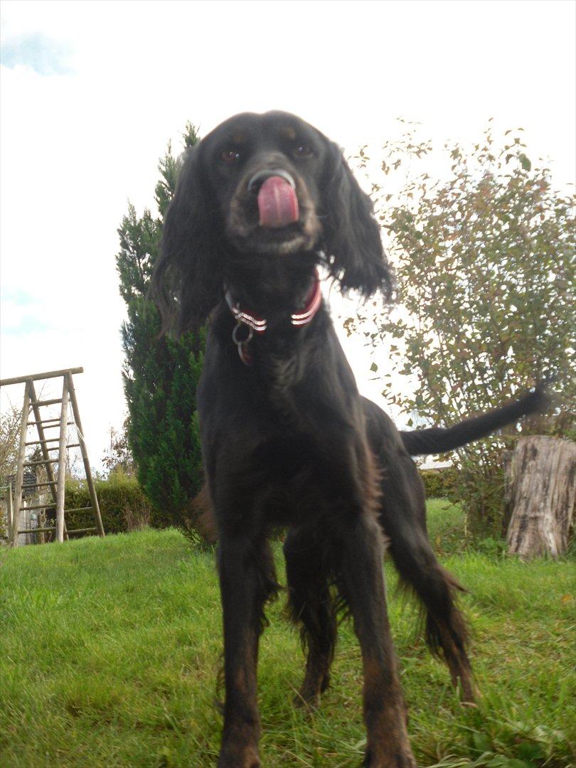 Blanding af racer Laika - Mmh!(: billede 1