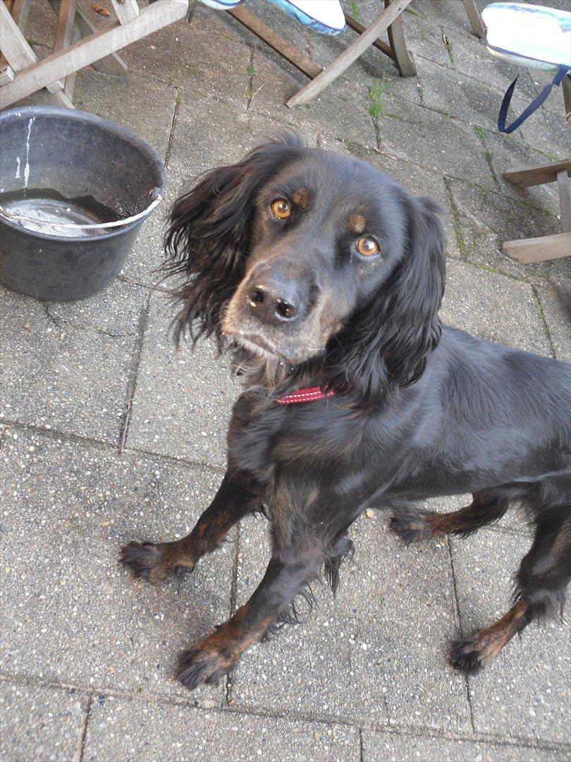 Blanding af racer Laika - What?(; billede 2