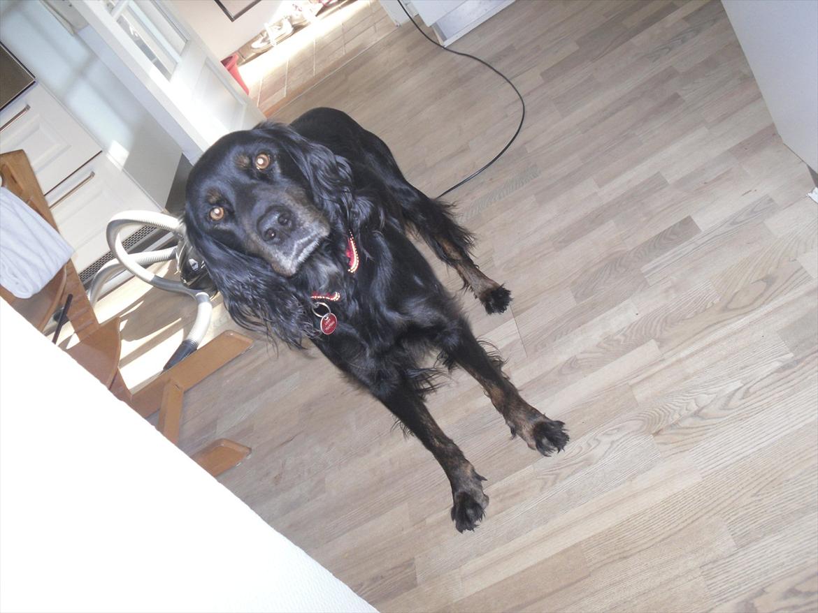 Blanding af racer Laika - Hej!?(: billede 3