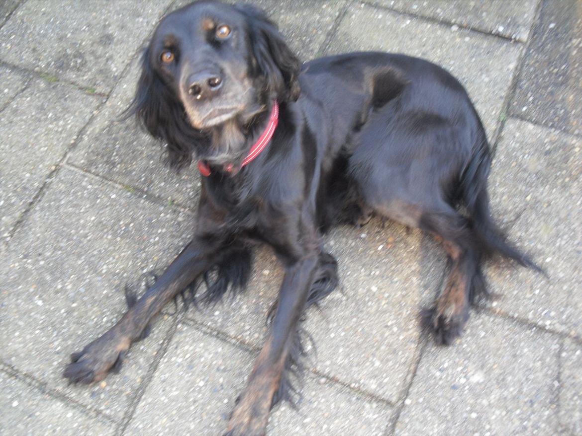 Blanding af racer Laika - Så træt!(: billede 4