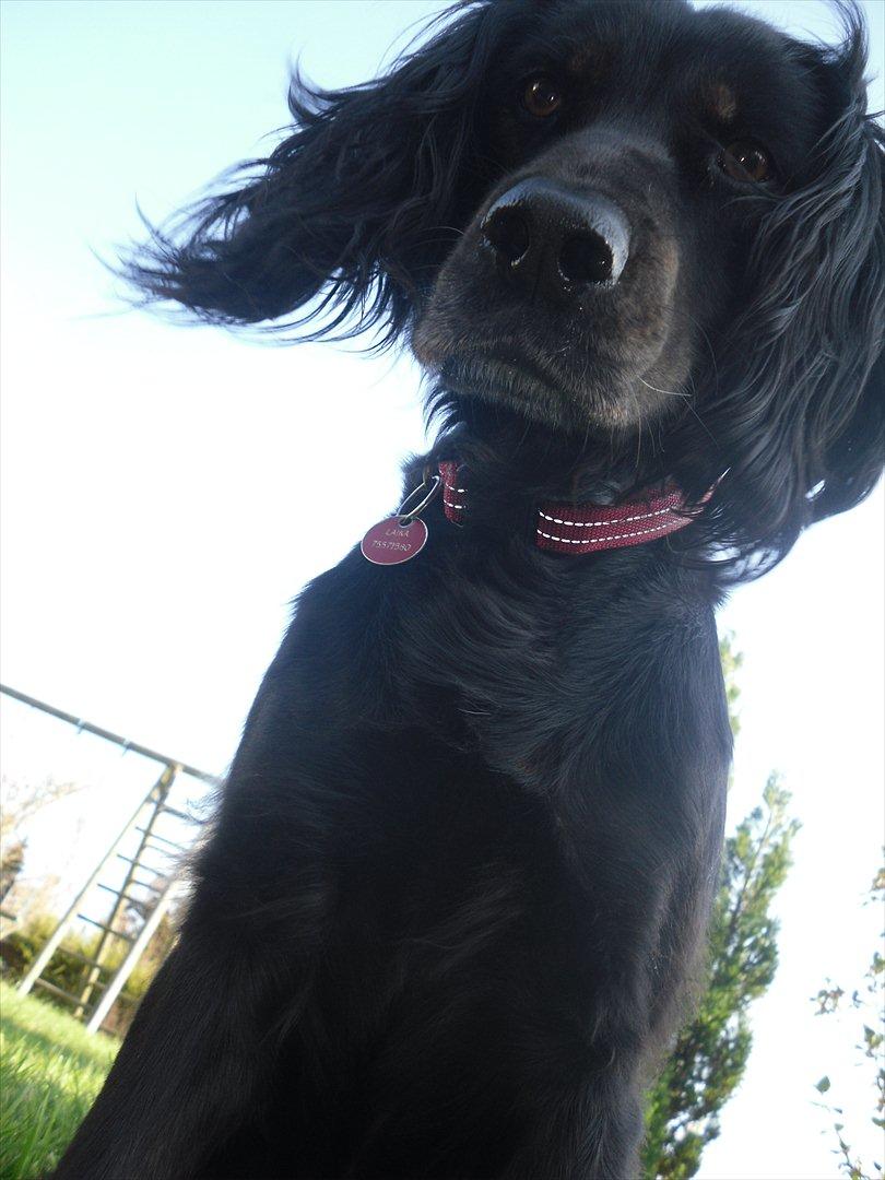 Blanding af racer Laika - Uha, det er koldt!(: billede 5