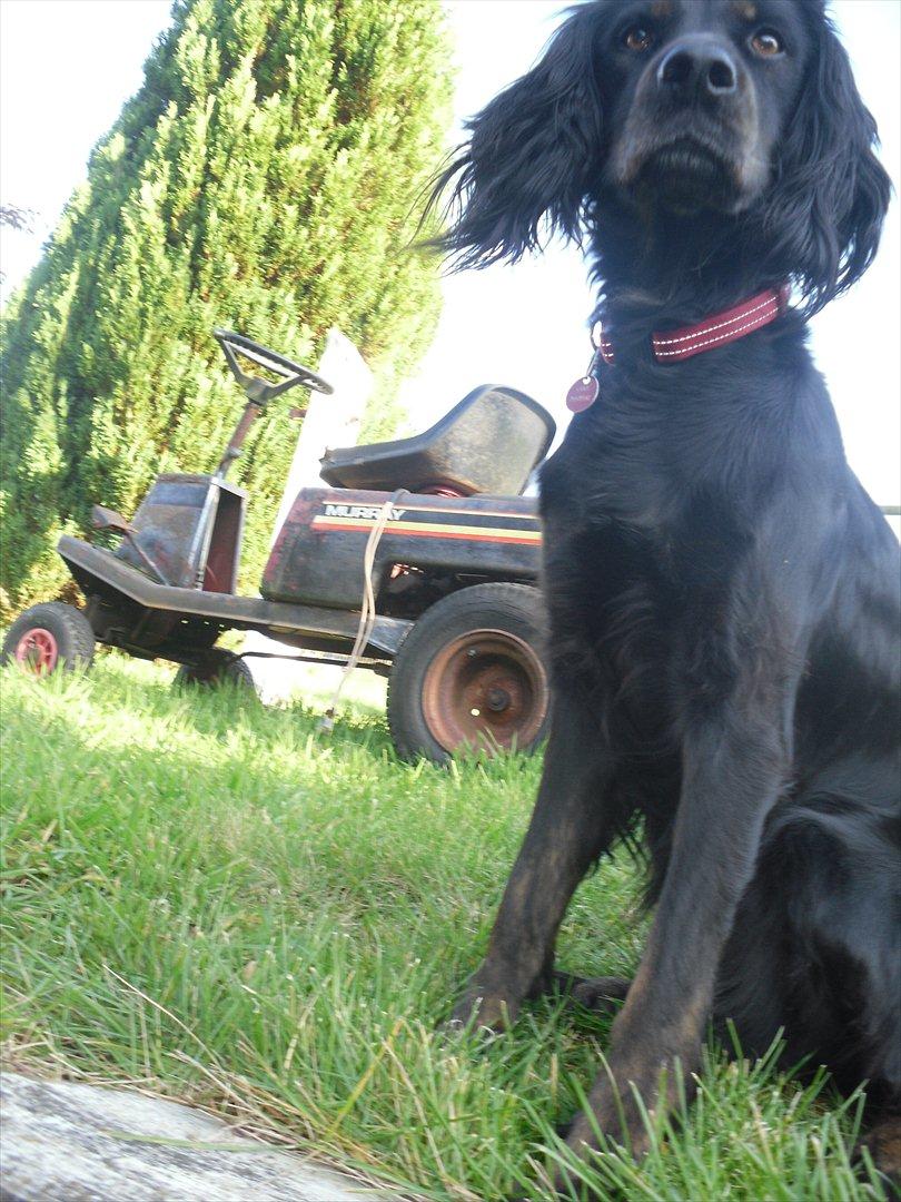 Blanding af racer Laika - Er det min mor det der?(: billede 6