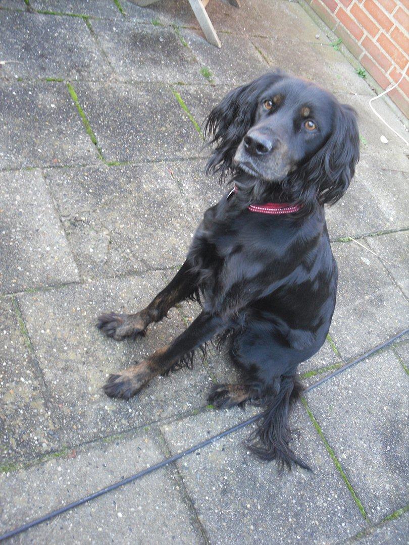 Blanding af racer Laika - En flue?(: billede 7