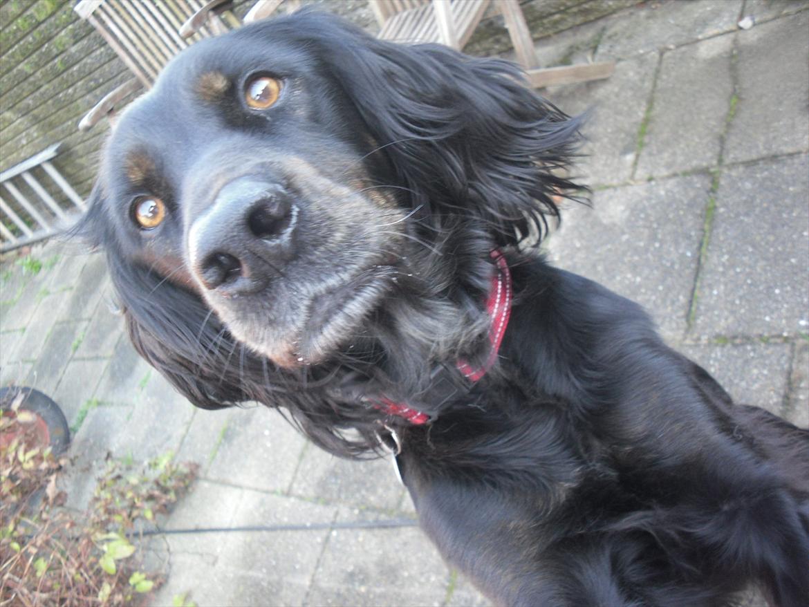 Blanding af racer Laika - laika(: billede 8