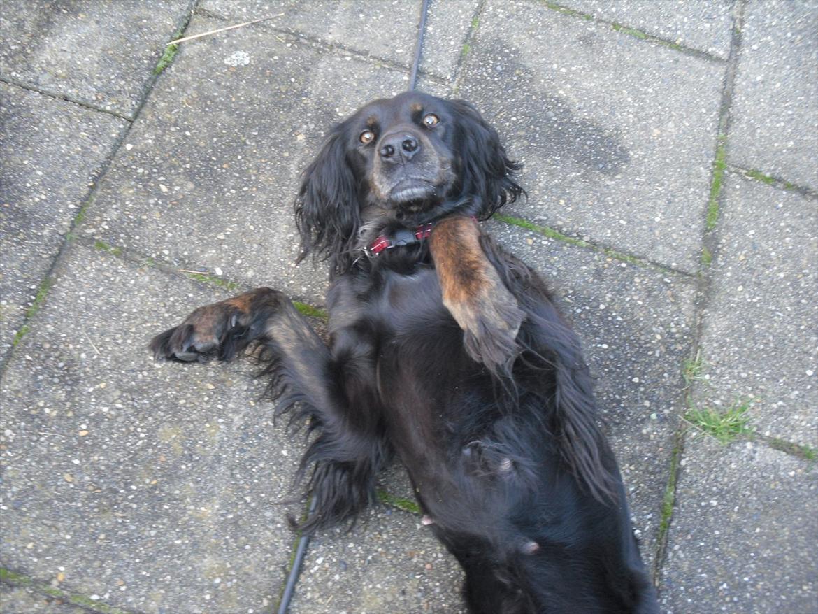 Blanding af racer Laika - Klø mig!(: billede 9