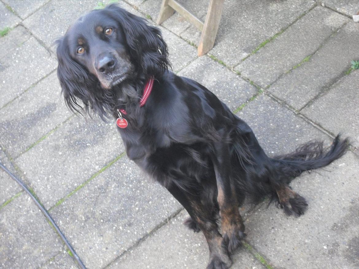 Blanding af racer Laika - Laika!(: billede 10