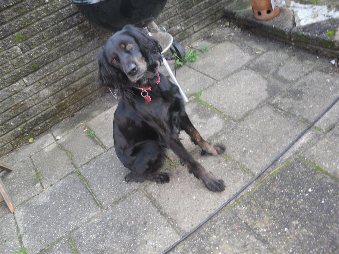 Blanding af racer Laika - laika!(: billede 11