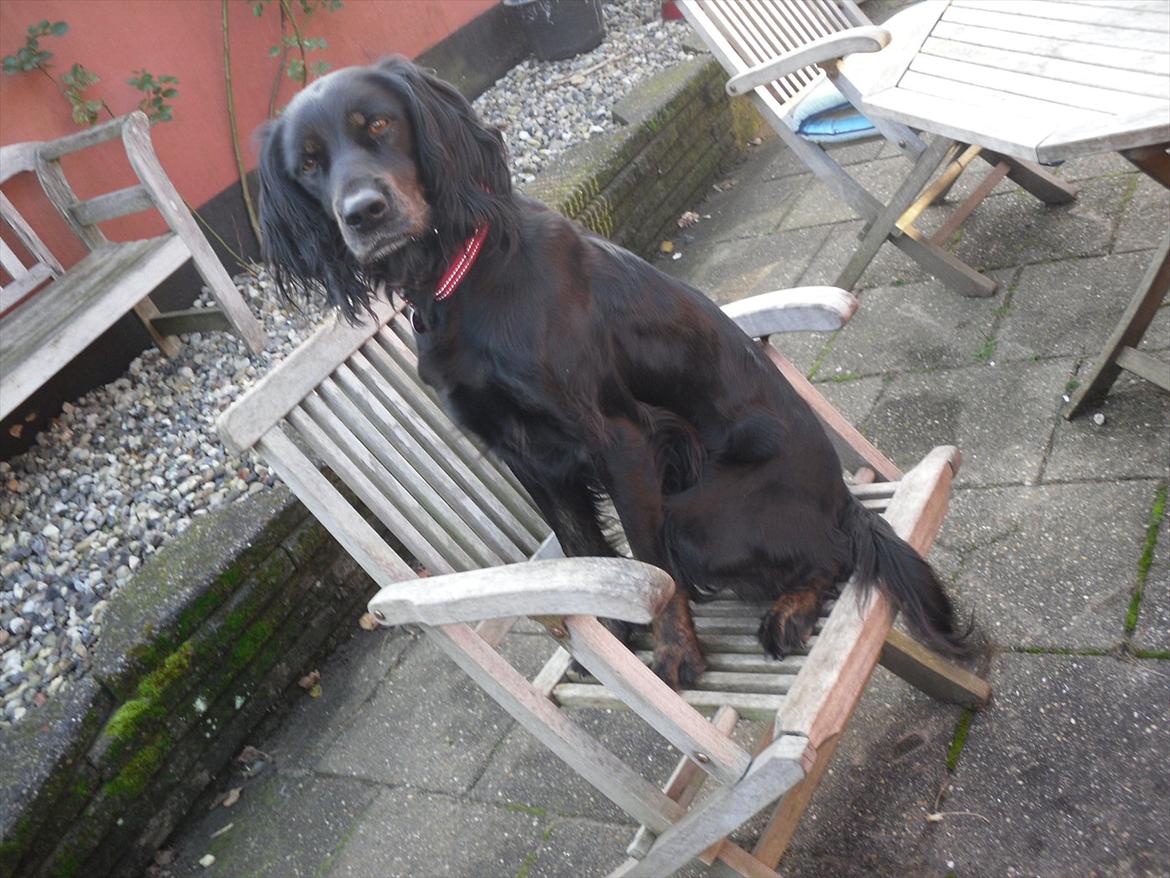 Blanding af racer Laika - Laika der sidder på en stol?! (: billede 12