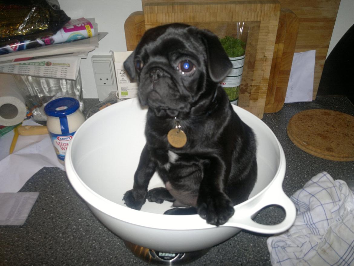 Mops Louie - Hm så skal man vejes i bageskålen.. nu vejer jeg næste 4 kg billede 1