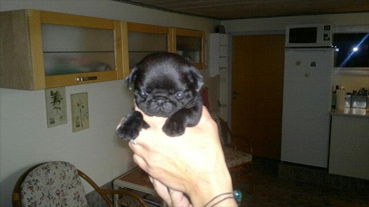 Mops Louie - Her er jeg 5 uger gammel billede 2