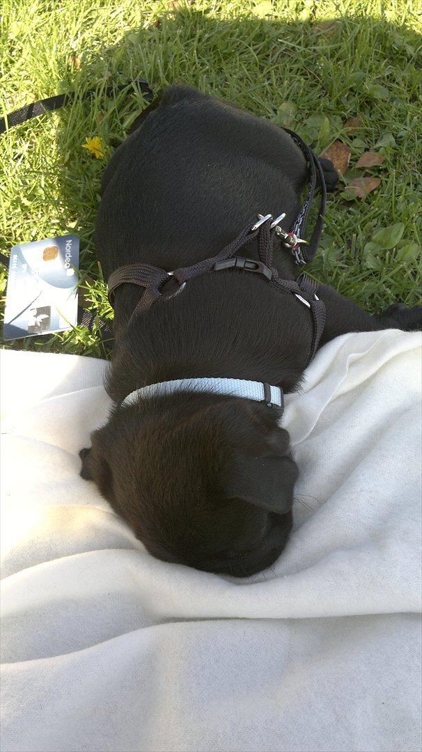 Mops Louie - Får lige en lur efter den lange køretur til mit nye hjem billede 3