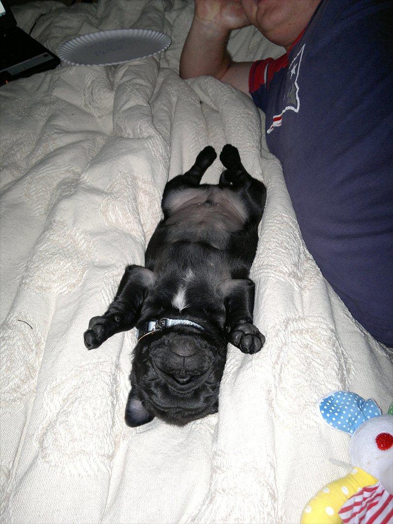 Mops Louie - Louie i ynglingsposition som grillkylling billede 4