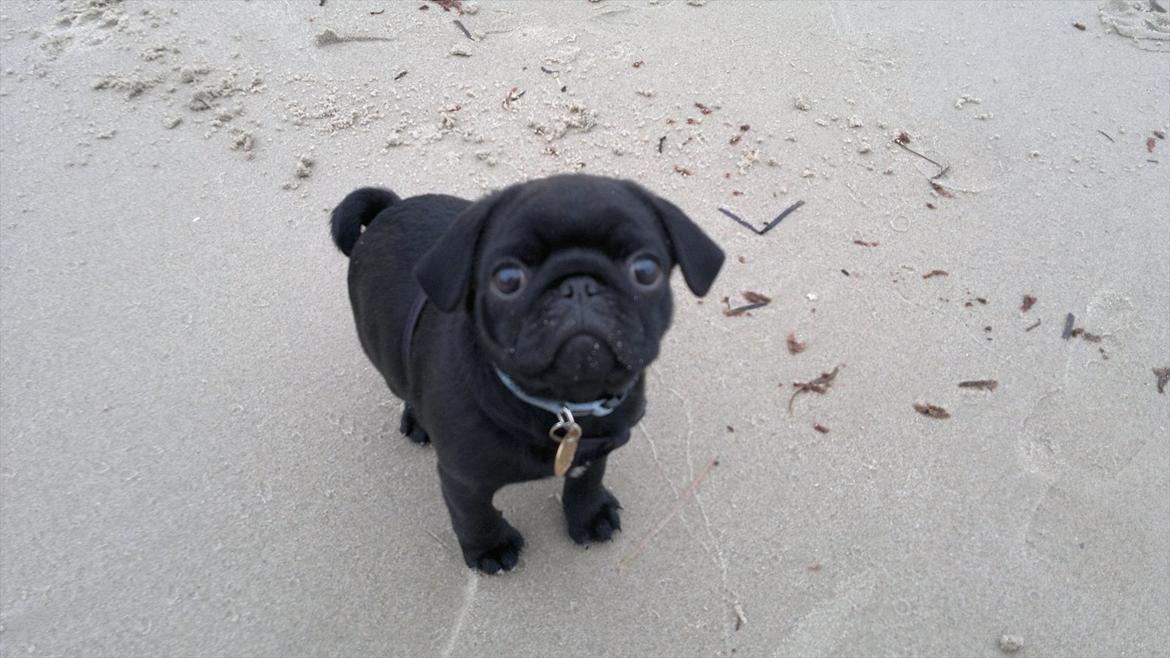 Mops Louie - Louie ved stranden - det var sjovt. billede 5