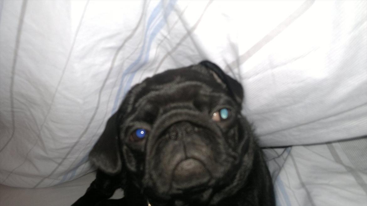 Mops Louie - Det mener du ikke, jeg vil gerne sove mere billede 6