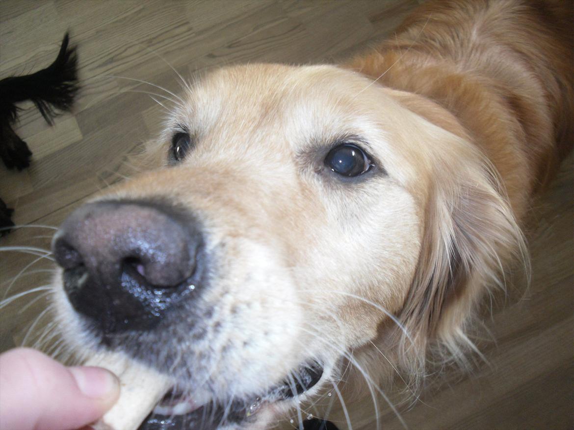 Golden retriever Dusky  - mmh, godbid!<3 billede 8