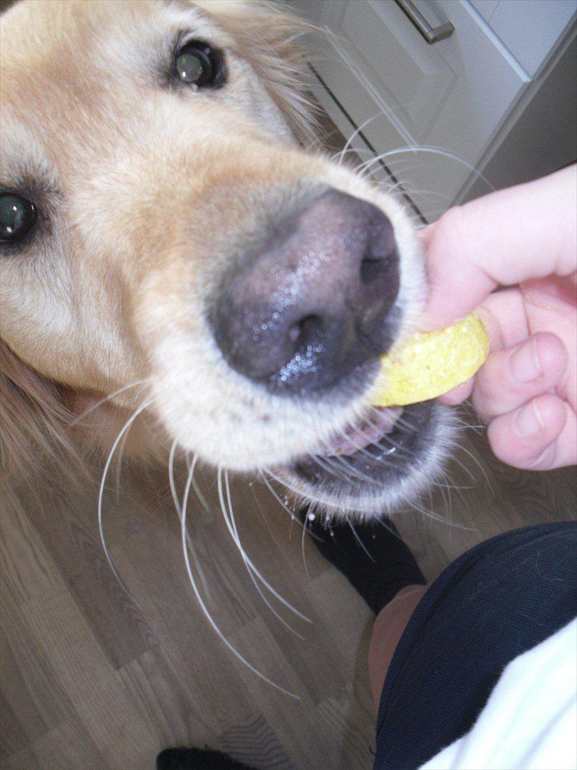 Golden retriever Dusky  - Gi' mig den nu! :D  billede 9