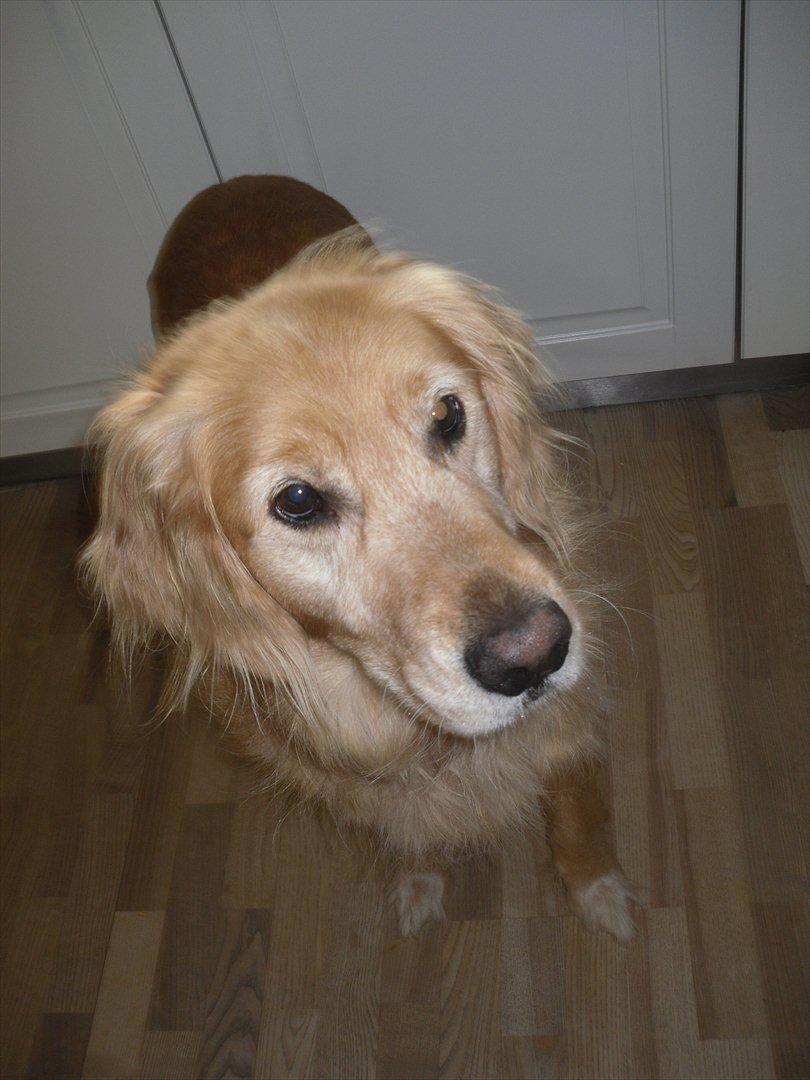 Golden retriever Dusky  - Uhh, hvad er det hun har der? (: billede 10