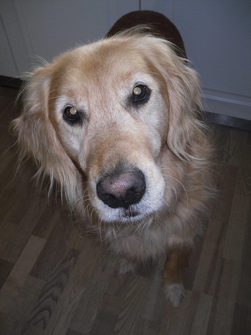 Golden retriever Dusky  - Gi' mig den! (: billede 11