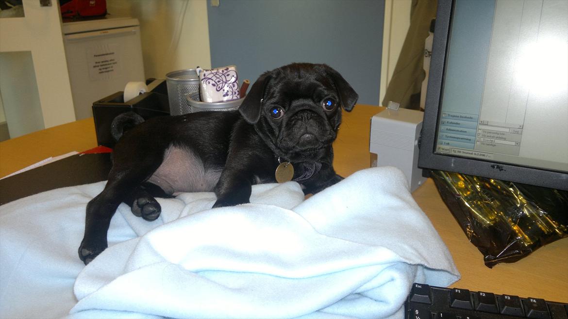 Mops Louie - Louie med på job. billede 7