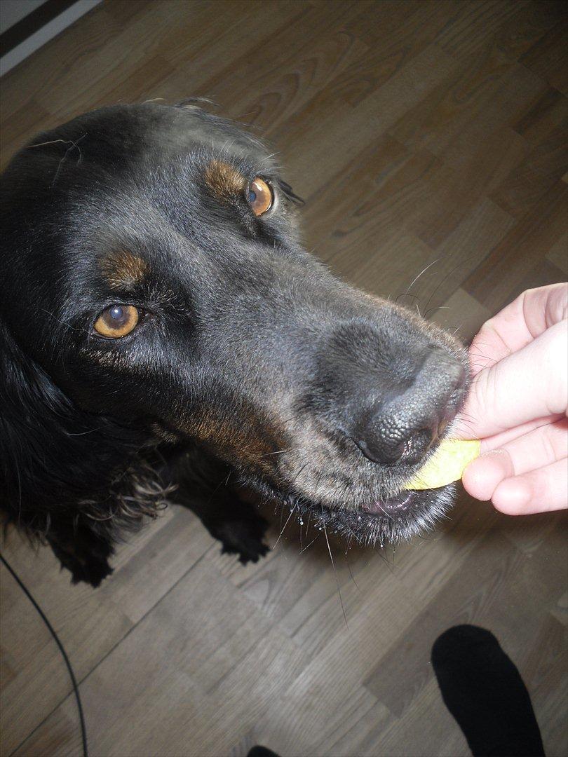 Blanding af racer Laika - Gi' mig den!(: billede 13