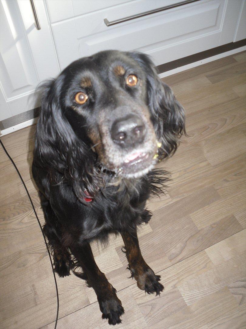 Blanding af racer Laika - Hej!(: billede 14