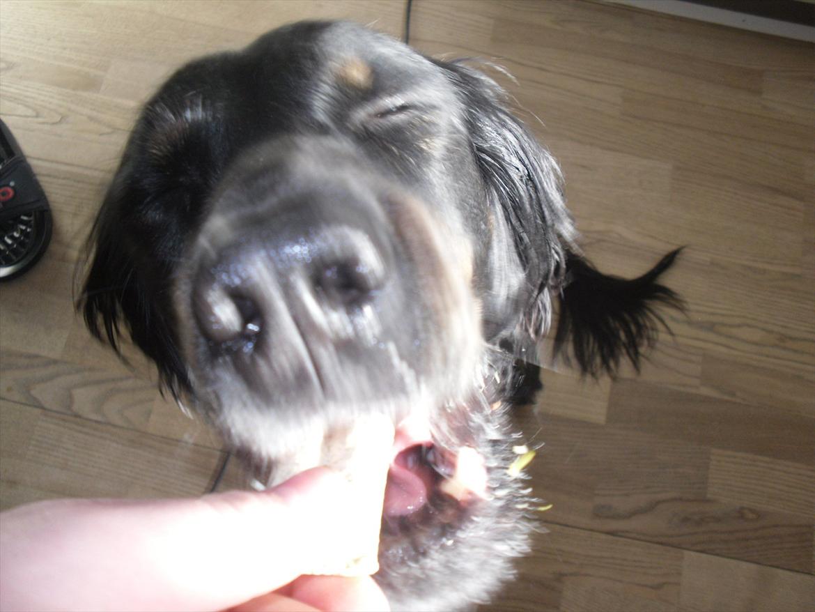 Blanding af racer Laika - haha!(: billede 15