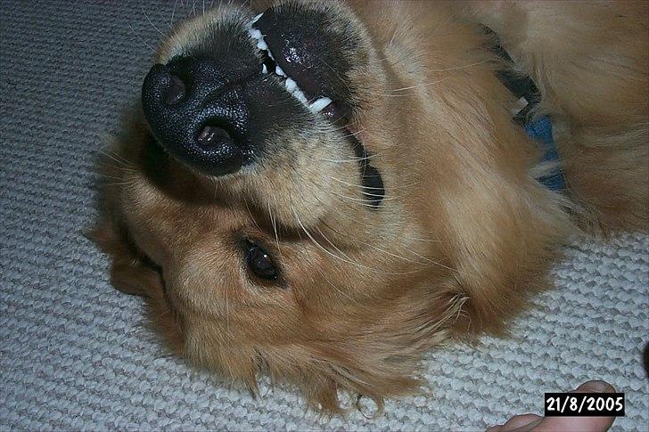 Golden retriever Dusky  - Uha da da!(: billede 12